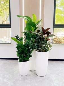 宁波江北绿植租摆价格实惠